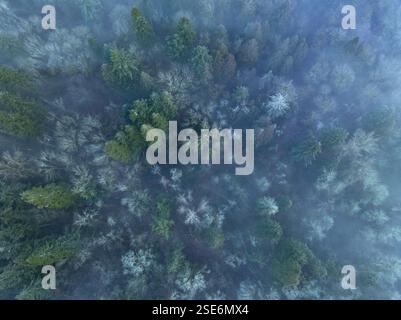 Tôt le matin, la brume dérive à travers une forêt dans la vallée de Willamette, Oregon. Cette région pittoresque, juste au sud de Portland, reçoit régulièrement du brouillard. Banque D'Images