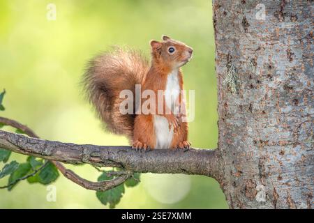 Écureuil rouge debout sur une branche Banque D'Images