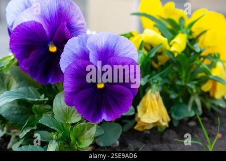 Des pansies violettes et jaunes vives se développent dans un jardin printanier, mettant en valeur leurs couleurs vives sur un feuillage vert luxuriant. Leurs pétales créent un d joyeux Banque D'Images