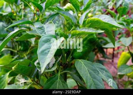 Des plantes de poivrons verts luxuriants poussent dans un jardin, présentant des feuilles saines et des poivrons en herbe. La lumière du soleil filtre à travers les feuilles, mettant en évidence le Banque D'Images