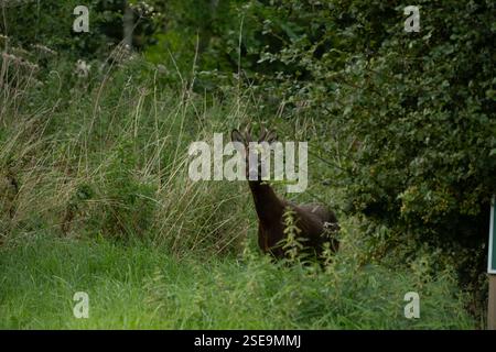 Jeune cerf mâle (cerf) dans la campagne du Lincolnshire. Portrait animal clair - en regardant vers l'appareil photo Banque D'Images