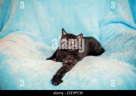 chat ; chocolat ; couché ; couché ; bleu; couverture ; orange ; yeux ; adorable ; relax; repos ; shorthair britannique ; animal ; chat shorthair ; fond; bannière ; vertica Banque D'Images
