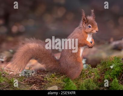 Écureuil rouge debout sur une bûche couverte de mousse Banque D'Images