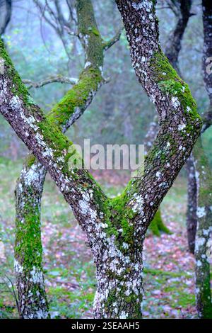 Chênes couverts de mousse dans un cadre forestier serein Banque D'Images