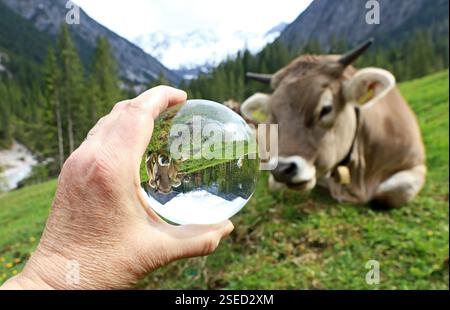 Un jeune bétail brun avec des cornes dans les montagnes reflétées dans une sphère Banque D'Images