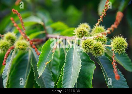 Détail gros plan castanea sativa châtaignier de jeunes fraises épines pendent de branches robustes aux feuilles allongées, révélant des merveilles botaniques. Dynamique Banque D'Images