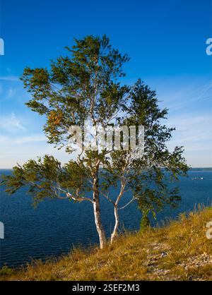 Un bouleau solitaire sur une falaise de la Volga Banque D'Images