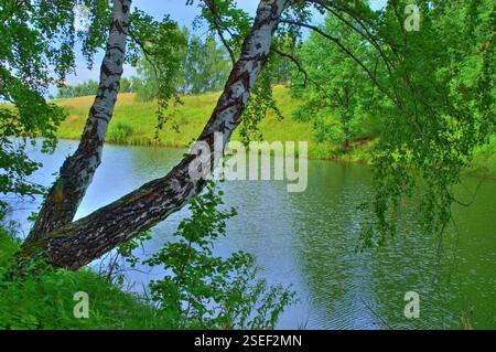 Un bouleau solitaire sur une falaise de la Volga Banque D'Images
