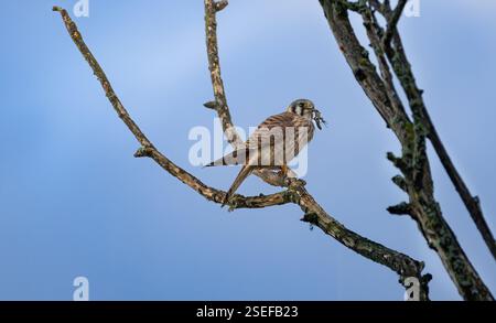 Une crécerelle américaine ' Falco sparverius ' perche sur une branche mangeant un lézard qu'elle a attrapé. Banque D'Images