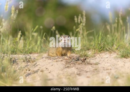 Écureuil terrestre européen (Spermophilus citellus) ou souslik européen assis sur le sable et dans les hautes herbes se nourrissant de graines Banque D'Images