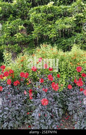 Dahlias rouges (Dahlia) dans un parterre de fleurs, Mount Congreve Gardens, Gardens, County Waterford, Irlande, Europe Banque D'Images