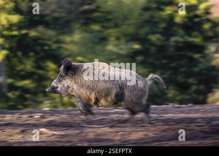 Un sanglier (sus scrofa) traverse une clairière Banque D'Images