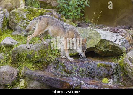 Un loup gris eurasien mâle adulte (Canis lupus lupus) se dresse en cascade, buvant de l'eau Banque D'Images