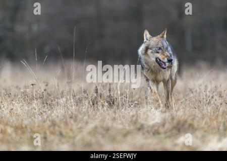 Un jeune loup gris eurasien mâle (Canis lupus lupus) courant sur une prairie. Forêt sombre en arrière-plan Banque D'Images