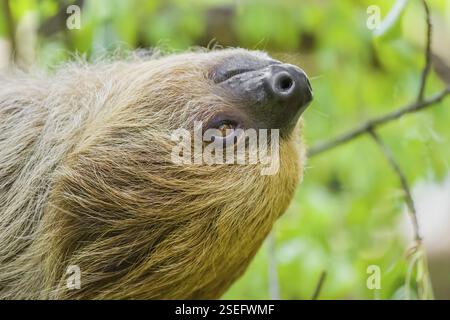 Portrait de vue latérale d'Un paresseux à deux doigts de Linné (Choloepus didactylus) avec les yeux ouverts Banque D'Images