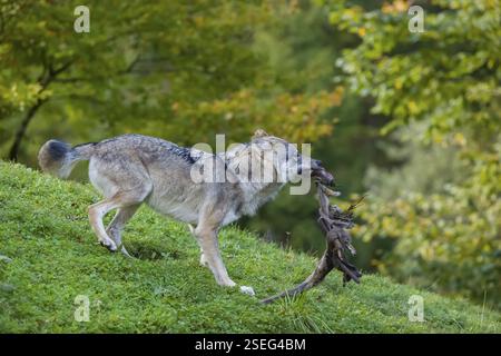 Un loup gris eurasien (Canis lupus lupus) se tient sur une colline et joue avec sa nourriture, une jambe de sa proie Banque D'Images