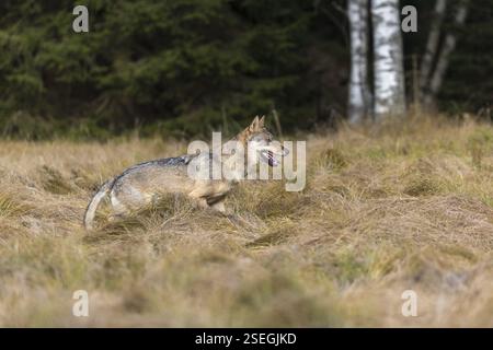 Un jeune loup gris eurasien mâle (Canis lupus lupus) courant sur une prairie avec de hautes herbes. Une forêt sombre en arrière-plan Banque D'Images
