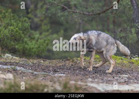 Un jeune loup gris eurasien mâle (Canis lupus lupus) courant à travers une forêt de rochers et de bruyères. Végétation verte en arrière-plan Banque D'Images