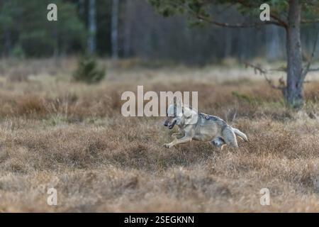 Un jeune loup gris eurasien mâle (Canis lupus lupus) courant sur une prairie avec de hautes herbes. Une forêt sombre en arrière-plan Banque D'Images