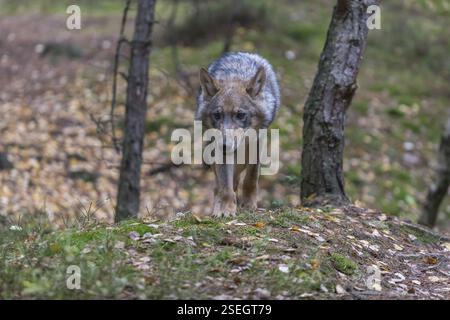 Un jeune loup gris eurasien mâle (Canis lupus lupus) courant à travers une forêt de rochers et de bruyères. Végétation verte en arrière-plan Banque D'Images