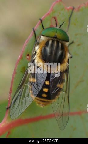 Mouche de mars (Scaptia auriflua), Insecta, Tasmanie, au Banque D'Images