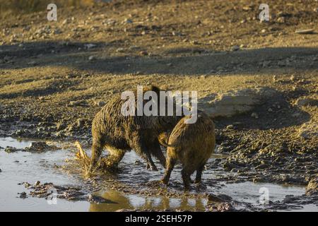 Deux sangliers ou cochons sauvages (sus scrofa), s’accouplent dans un trou d’eau Banque D'Images