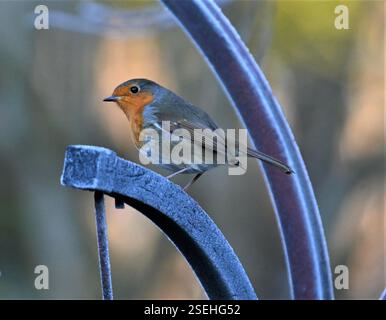 Robin européen (Erithacus rubecula), Aves, Dumfries, Royaume-Uni Banque D'Images