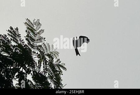 Cerf-volant noir (Milvus migrans), Aves, Ratan Neogi Lane, Kolkata, WB, DANS, Kite swooping Banque D'Images