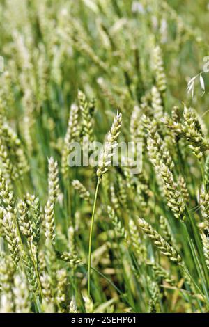 Des épis de blé vert non mûr dans le contexte du champ Banque D'Images