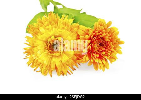 Deux fleurs de souci éponge jaune et orange avec des feuilles vertes sur un fond blanc Banque D'Images