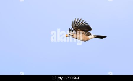 Gros plan d'un geai eurasien volant avec un gland dans son bec (Garrulus glandarius), espace copie, fond bleu, espace négatif, 16 :9 Banque D'Images