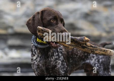 Portrait d'un chien de race allemande Braque jouant avec un bâton dans la bouche Banque D'Images