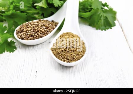 Les graines de coriandre et la masse dans deux cuillères à soupe de coriandre fraîche, vert sur un fond de bois Banque D'Images