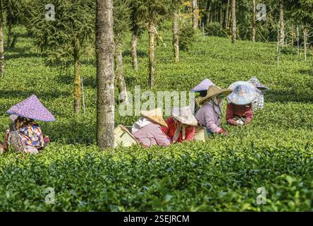 Femmes récoltant le thé, le thé Oolong, le champ de thé dans le canton de Zhuqi au sud-ouest d'Alishan, comté de Chiayi, Taiwan, Asie Banque D'Images