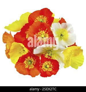 Bouquet de coquelicots orange, jaunes et blancs sur fond blanc Banque D'Images