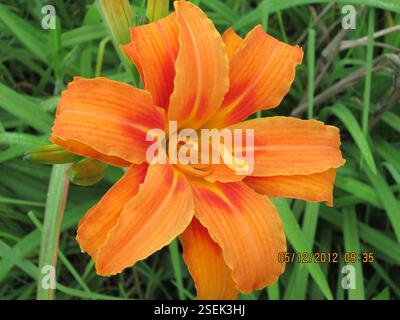 (Hemerocallis fulva kwanso), Plantae, municipalité du district d'uMgungundlovu, Afrique du Sud, lys orangés (Hemerocallis fulva 'Kwanso') Karkloof Rd, près de Ambey Valley, Howick. Daylily sous Amber Glen barrage poussant en large profusion. Le sol est mouillé ici. Aurait pu être jeté dans le passé, mais le nombre suggère qu'ils sont maintenant envahissants, cf le nom américain Ditch Lily. Banque D'Images