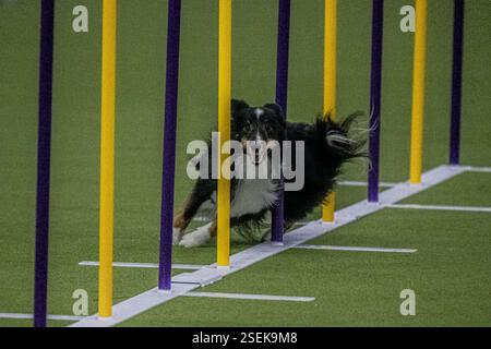 Un Border Collie participe au Championnat de compétition d'agilité lors du premier jour de la 149e exposition canine annuelle du Westminster Kennel Club au Jacob K. Javits Convention Center le 8 février 2025 à New York, NY. (photo de Laura Brett/Sipa USA Banque D'Images