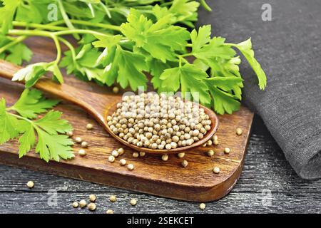Graines de coriandre dans une cuillère, cilantro vert frais et une serviette sur fond de planche en bois noir Banque D'Images