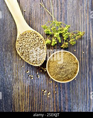 Les graines de coriandre dans une cuillère et la masse dans le bol et les graines immatures vert sur fond de planches de bois sur le dessus Banque D'Images