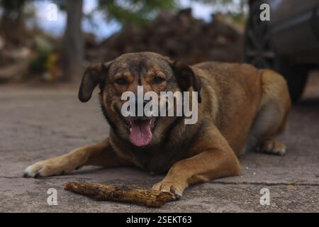 Gros plan d'un chien brun couché avec sa langue sortie après avoir joué avec un bâton Banque D'Images