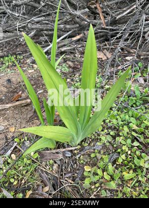 Drapeau africain (Chasmanthe floribunda), Plantae, comté de Santa Clara, CA, États-Unis Banque D'Images