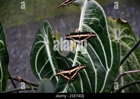 Papillon géant Swallowtail se nourrissant sur Nectar dans un jardin. Photo de haute qualité Banque D'Images