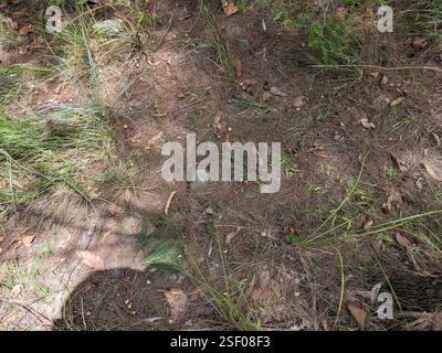 Glossy Black Cockatoo (Calyptorhynchus lathami), Aves, Advancetown QLD 4211, Australia, n'a pas pu obtenir une bonne photo Désolé 🥲 mais ils se nourrissaient d'Allocasuarina littoralis et j'ai eu quelques photos des stations balnéaires Banque D'Images