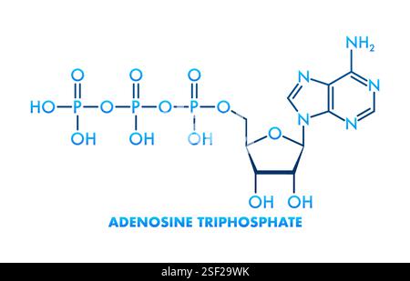 Adénosine triphosphate structure moléculaire montrant des atomes et des liaisons Illustration de Vecteur