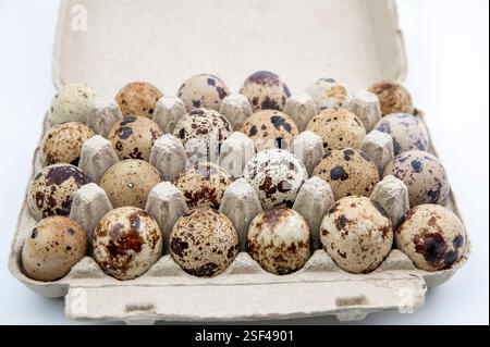 Oeufs de caille commune (Coturnix coturnix) sur fond blanc. Banque D'Images