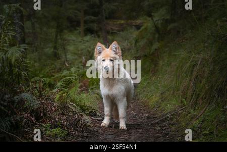 Bergers allemands blancs dans la forêt Banque D'Images