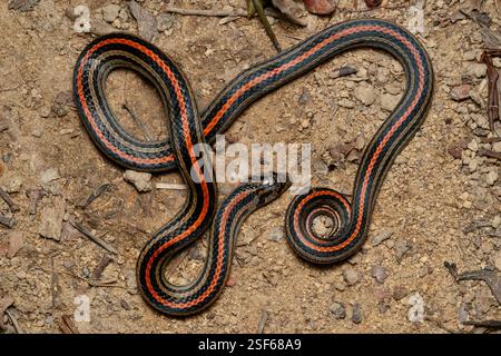 Serpent Kukri à huit lignes ou serpent Kukri rayé Banque D'Images