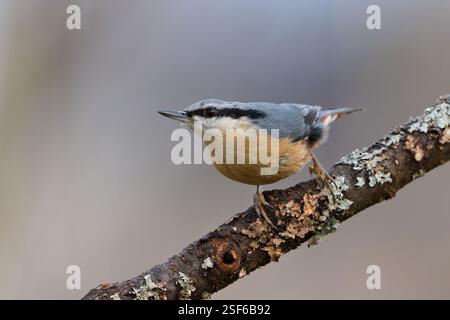 Oiseau commun Sitta europaea aka écoutille eurasienne perchée sur la branche. Nature de la république tchèque. Banque D'Images