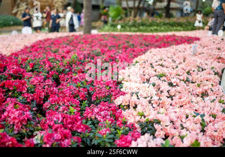 Des milliers de fleurs vibrantes, magnifiquement arrangées au festival coloré de nombreuses fleurs, de la région de Chiang mai, mettant en valeur sa riche hérita florale Banque D'Images