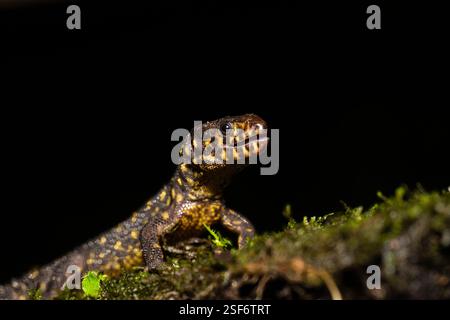 Lepidophyma flavimaculatum, le lézard nocturne tropical à taches jaunes Banque D'Images